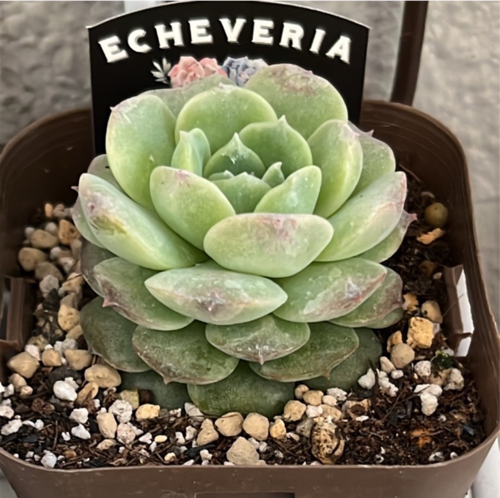 多肉植物 エケベリア ピュアラブ 7.5cmポット苗 : ハニーミント - 通販