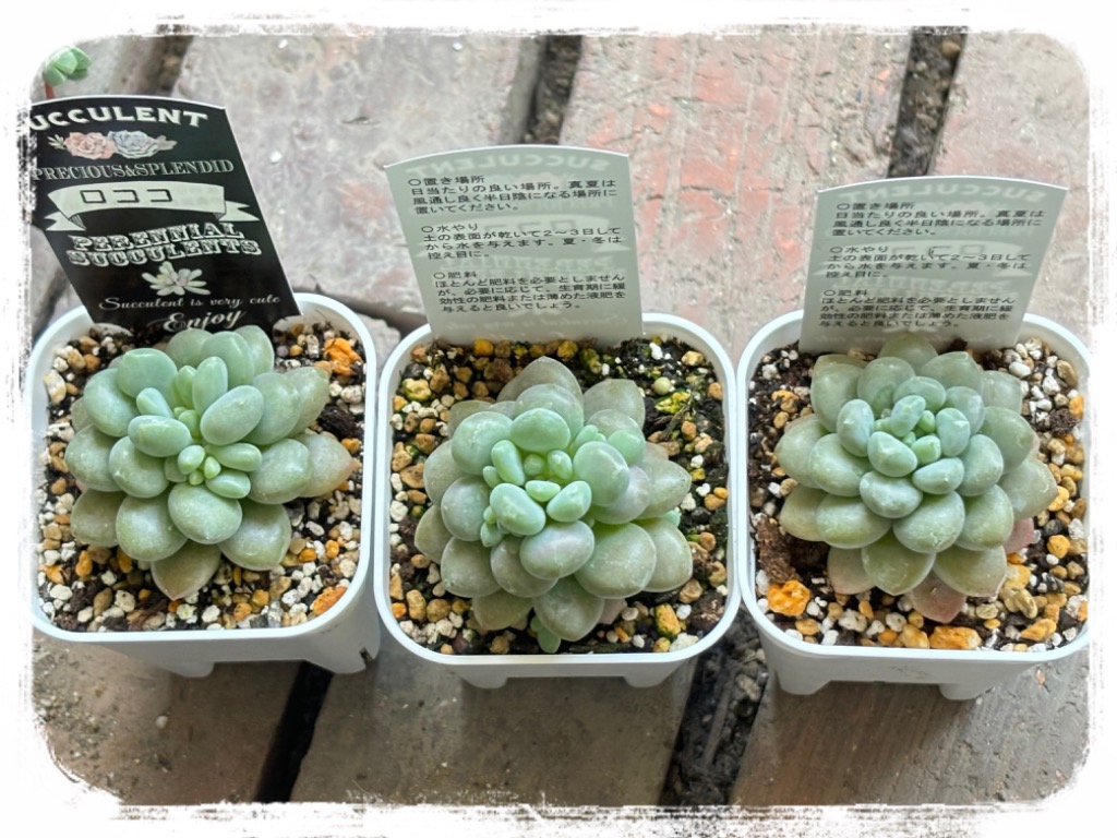 多肉植物 エケベリア ロココ 7.5cmポット苗 : ハニーミント - 通販