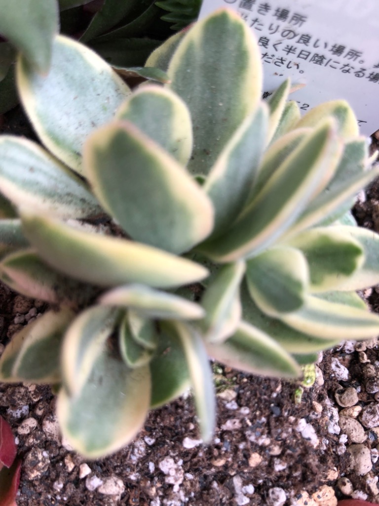 多肉植物 エケベリア ロココ 7.5cmポット苗 : ハニーミント