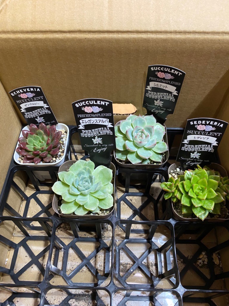 多肉植物 エケベリア エレガンスアルバ 7.5cmポット苗 : ハニーミント