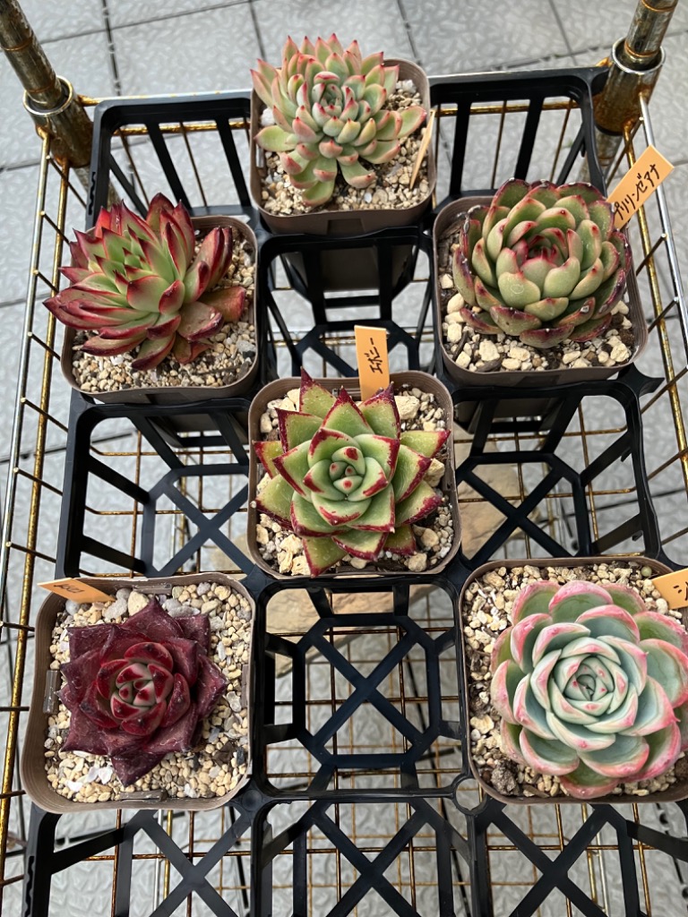 多肉植物 ❤️ シルエット❤️ 1頭12-14cm抜き苗 多肉植物 ❤️ シルエット❤️ 1頭12-14cm抜き苗 エケベリア