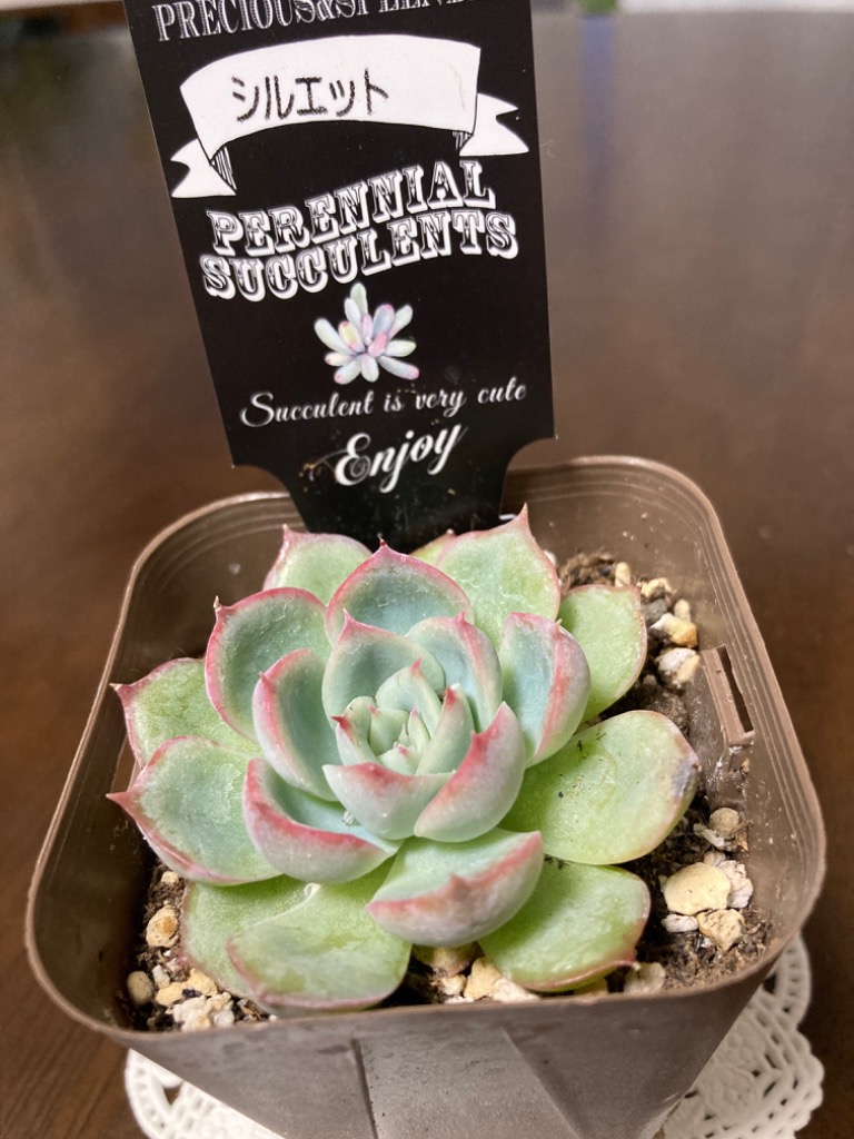 多肉植物 ❤️ シルエット❤️ 1頭12-14cm抜き苗 多肉植物 ❤️ シルエット❤️ 1頭12-14cm抜き苗 エケベリア