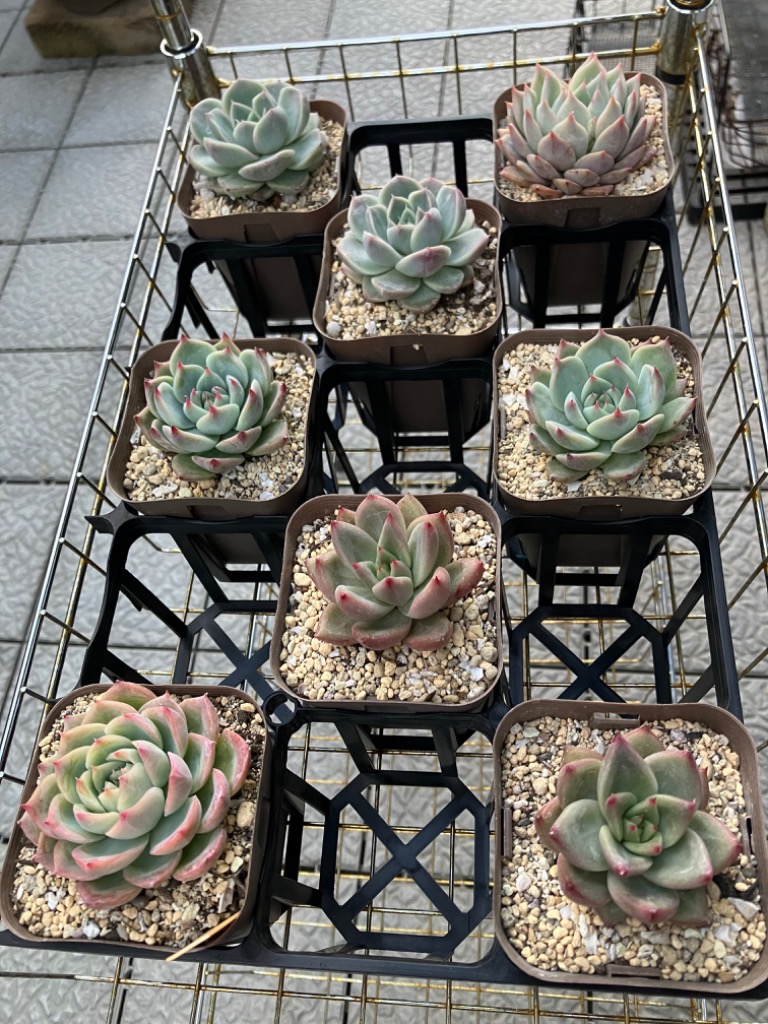 多肉植物 ❤️ シルエット❤️ 1頭12-14cm抜き苗 エケベリア シルエット（抜き苗） | 多肉植物のネットショップ ST Farm