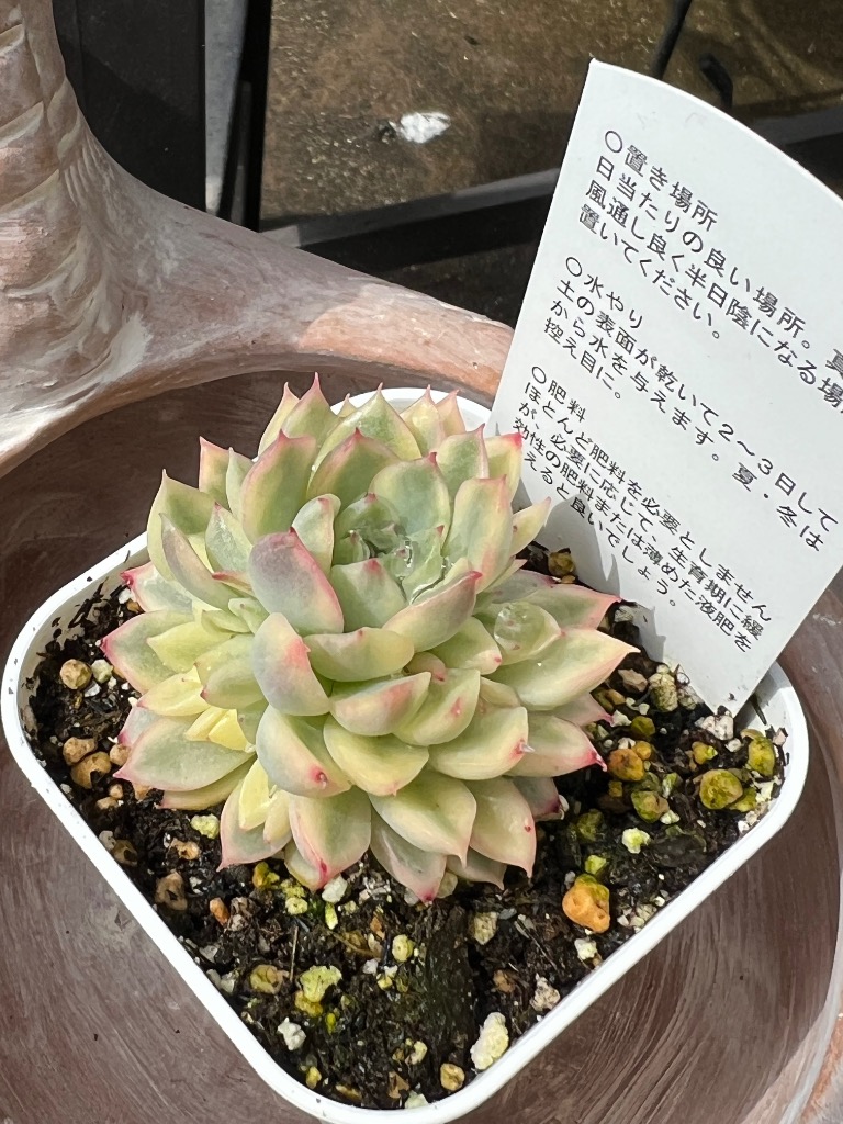 k*i様 B308-3×105苗女雛錦 土付き 多肉植物 エケベリア サボテン k*i様 B308-3×105苗女雛錦 土付き 多肉植物