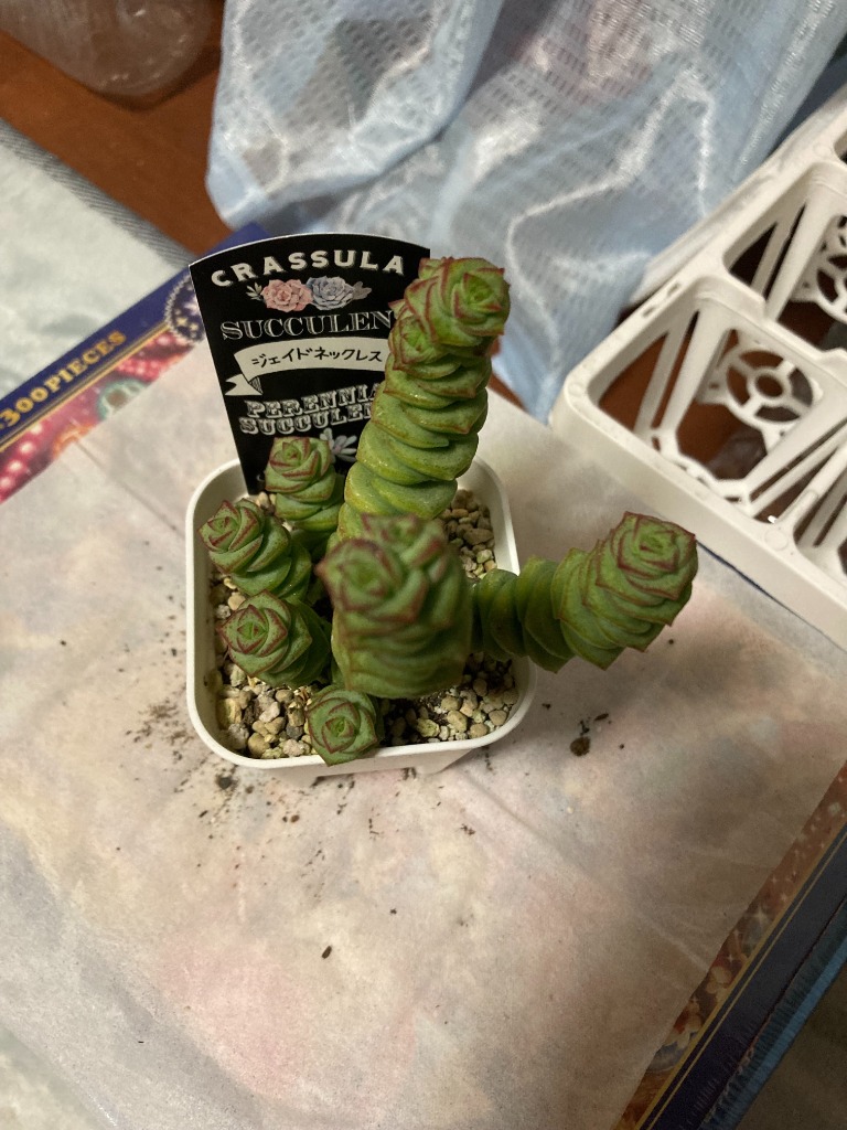 多肉植物 クラッスラ ジェイドネックレス 7.5cmポット苗 : ハニー