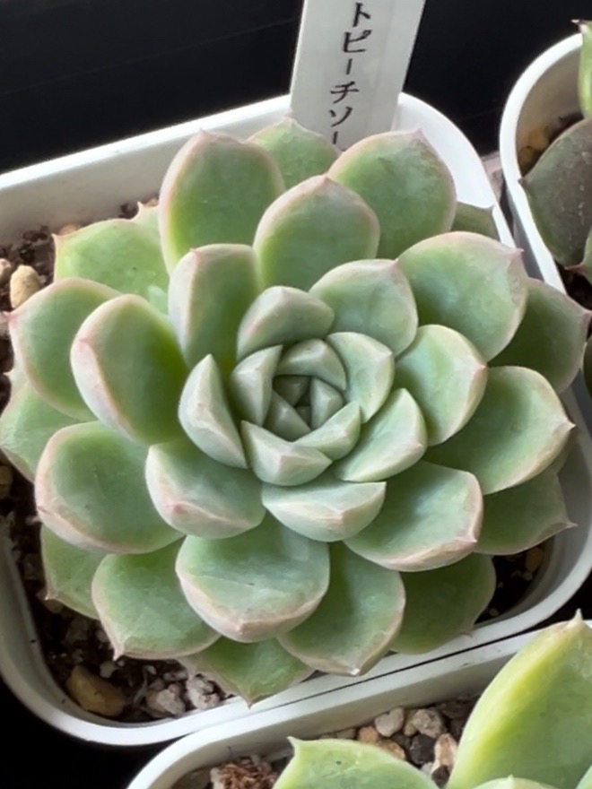 多肉植物 エケベリア ホワイトピーチソーダ 7.5cmポット苗