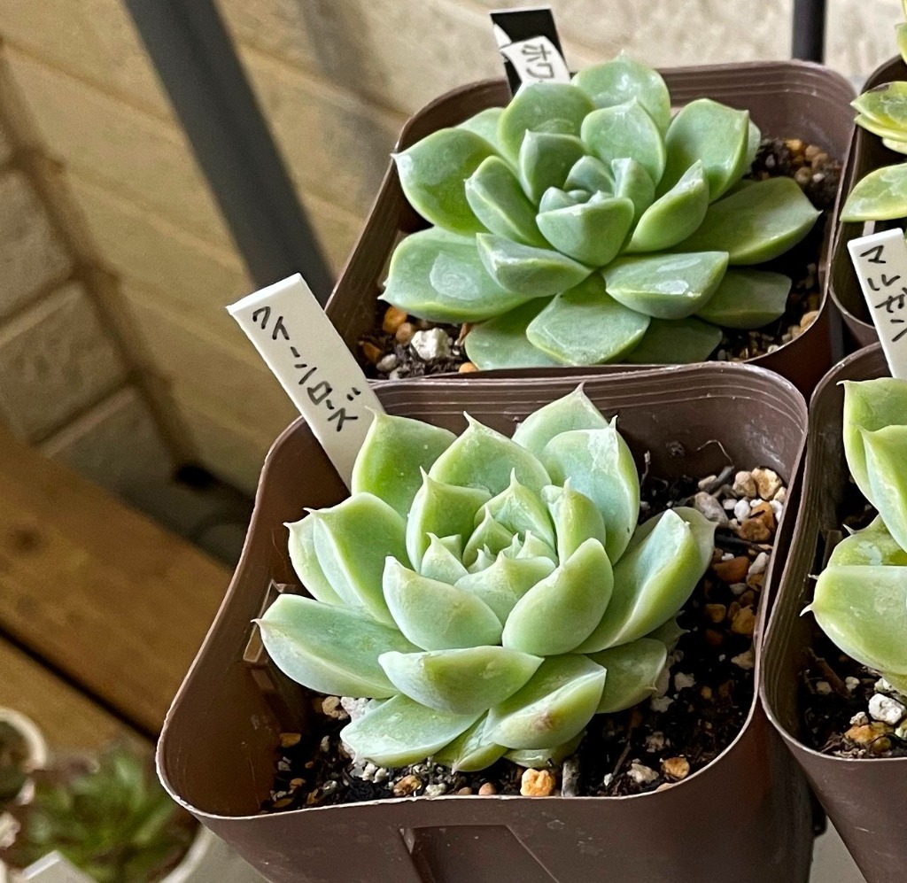 多肉植物 エケベリア ホワイトピーチソーダ 7.5cmポット苗