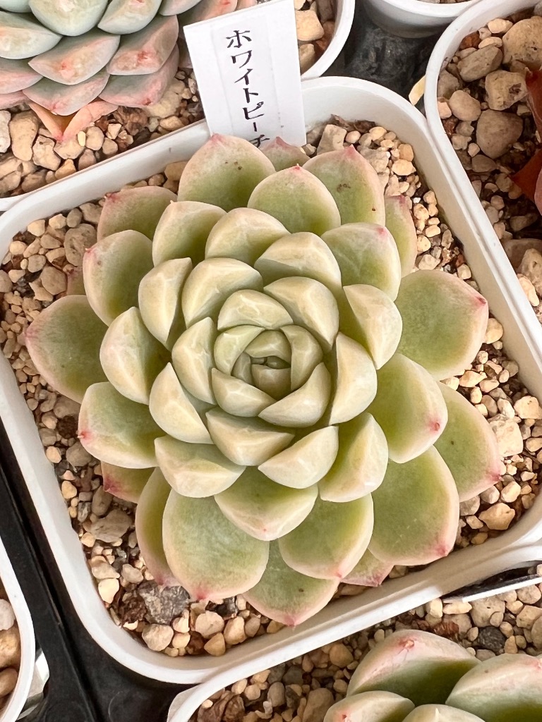 多肉植物 エケベリア ホワイトピーチソーダ 7.5cmポット苗