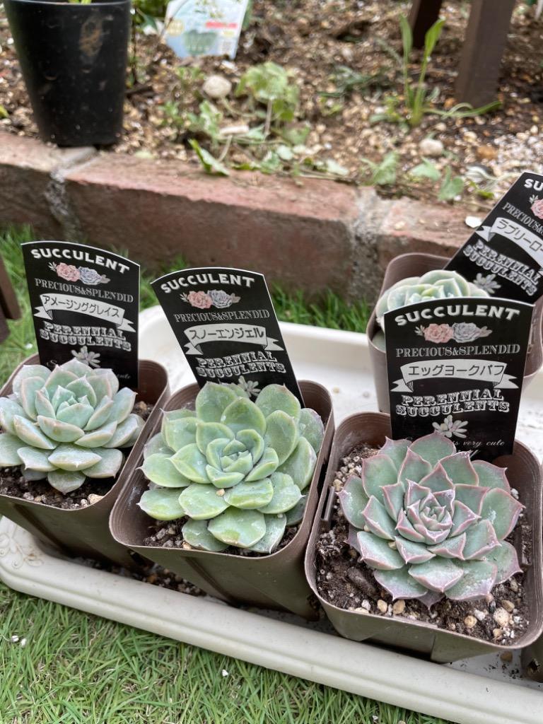 多肉植物 エケベリア アメージンググレイス 7.5cmポット苗 : ハニー