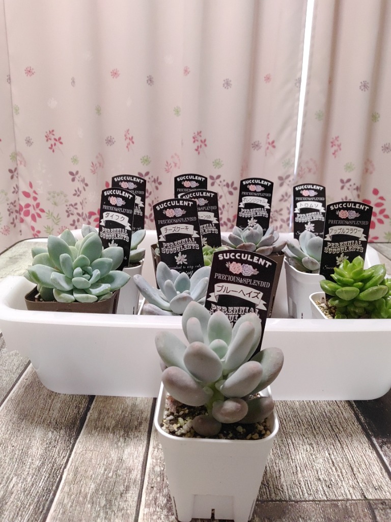 多肉植物 パキフィツム ブルーヘイズ 7.5cmポット苗 : ハニー 多肉植物 パキフィツム ブルーヘイズ 7.5cmポット苗 : ハニー