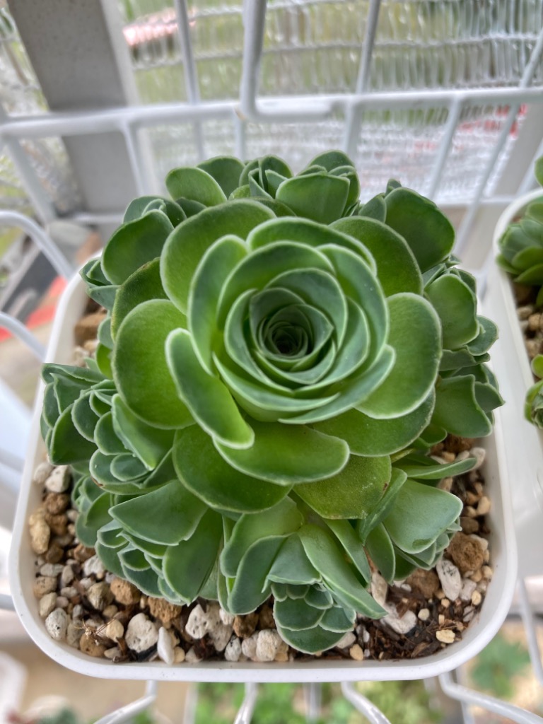 多肉植物 アエオニウム ドドランタリス 7.5cmポット苗 : ハニーミント