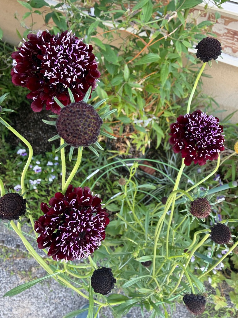 当店農場生産】スカビオサ ブラックナイト 9cmポット苗 大輪のお花が