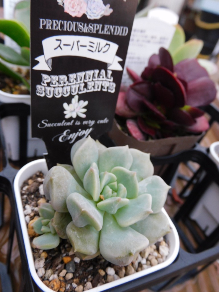 多肉植物 エケベリア スーパーミルク 7.5cmポット苗 : 10007465 : ハニーミント - 通販 - Yahoo!ショッピング