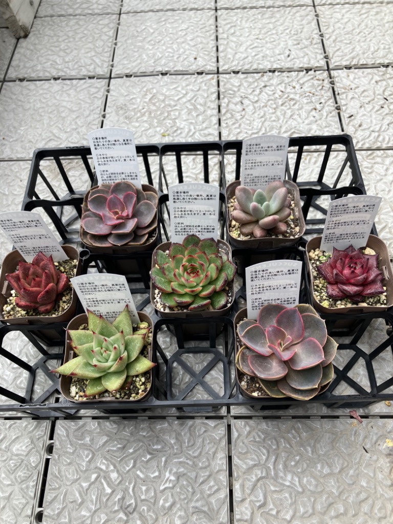 在庫5❣️スノーピーチ❣️カット苗 ランダム配送 エケベリア 寄せ植え 多肉植物 楽天市場】【当店農場生産】○多肉植物 エケベリア スノーピーチ 7.5