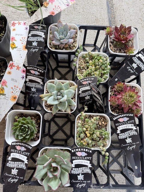 多肉植物 センペルビウム ルビーライム 7.5cmポット苗 : ハニーミント