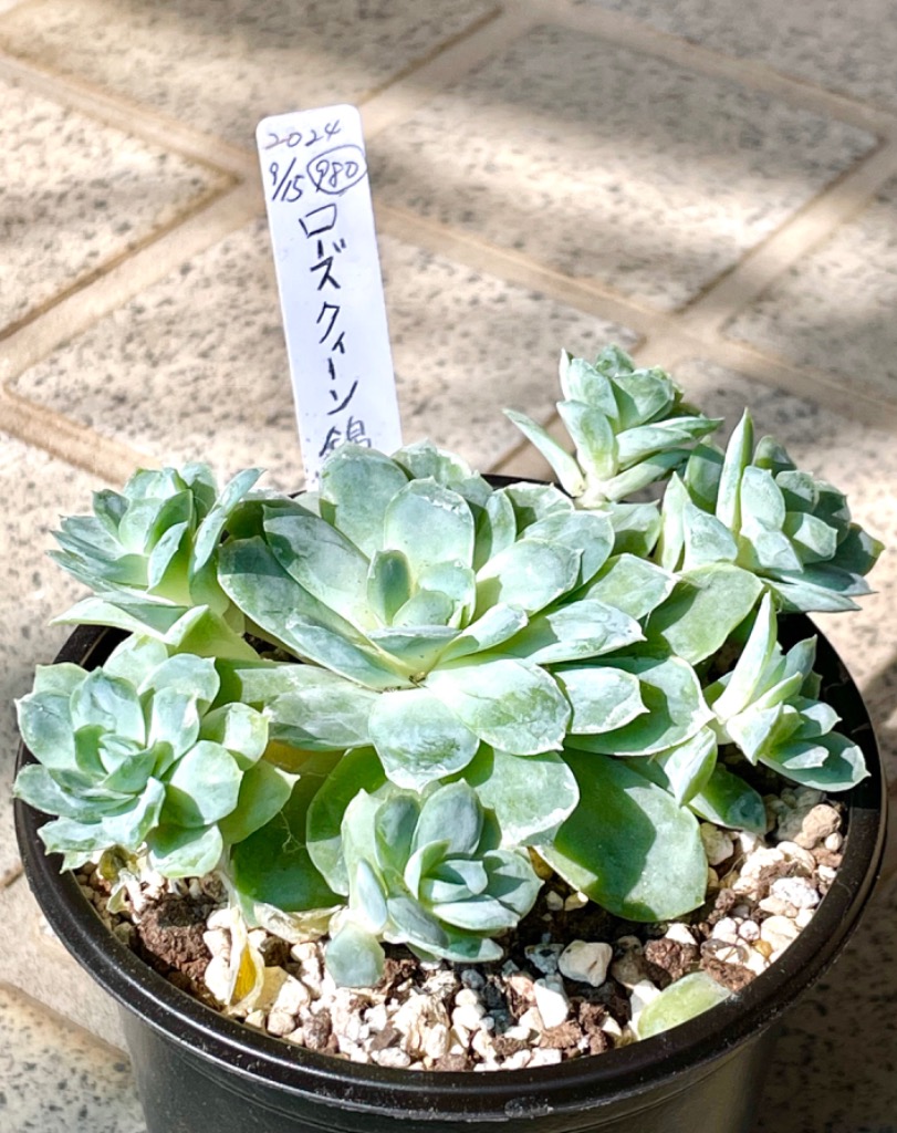 多肉植物 エケベリア ローズクイーン錦 7.5cmポット苗 : ハニーミント