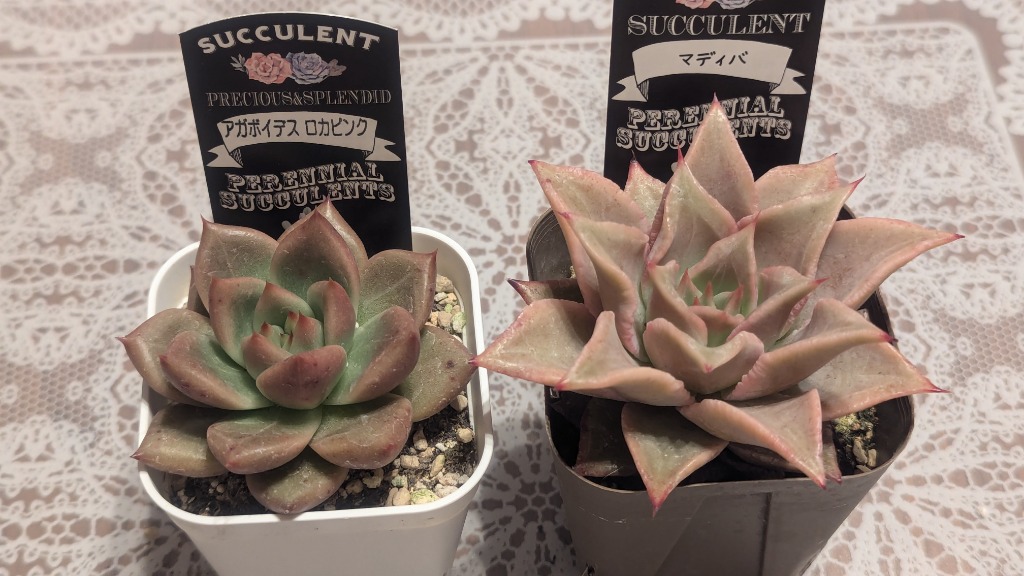 多肉植物 エケベリア アガボイデス ロカピンク 7.5cmポット苗