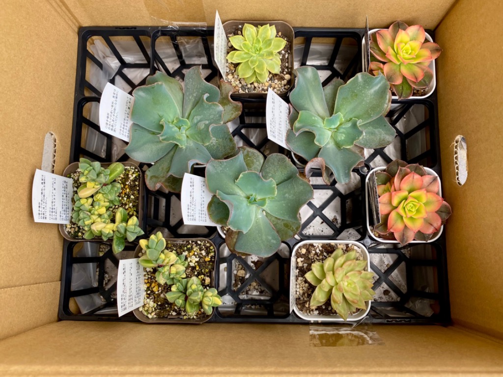 多肉植物 アエオニウム キウイ 7.5cmポット苗 : ハニーミント 多肉植物 アエオニウム キウイ 7.5cmポット苗 : ハニーミント