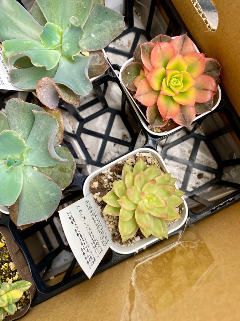 多肉植物 アエオニウム キウイ 7.5cmポット苗 : ハニーミント 多肉植物 アエオニウム キウイ 7.5cmポット苗 : ハニーミント