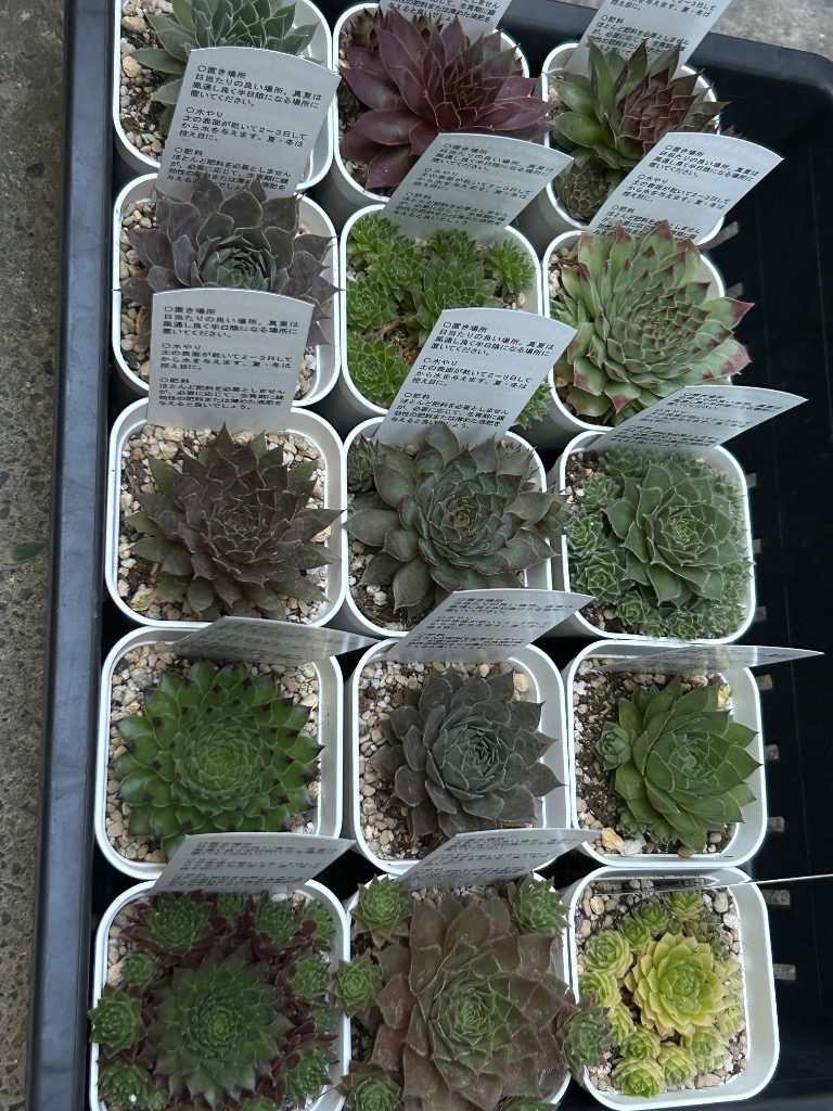 多肉植物 センペルビウム ブラッシングガーネット 7.5cmポット苗