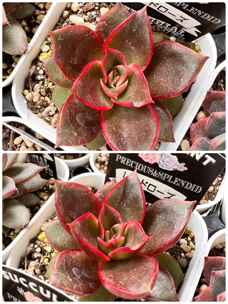 多肉植物 エケベリア レッドローズ 7.5cmポット苗 : ハニーミント