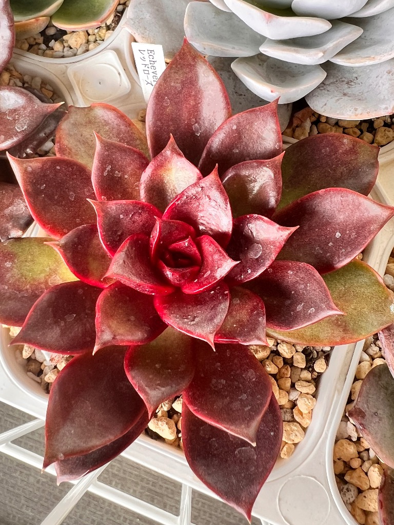 多肉植物 エケベリア レッドローズ 7.5cmポット苗 : ハニーミント