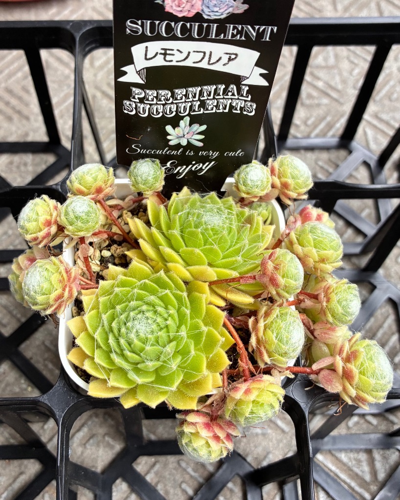 多肉植物 センペルビウム レモンフレア 7.5cmポット苗 : ハニーミント