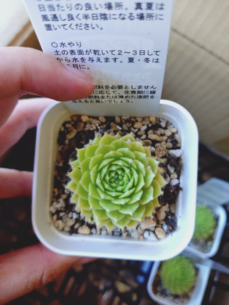 多肉植物 センペルビウム レモンフレア 7.5cmポット苗 : ハニーミント