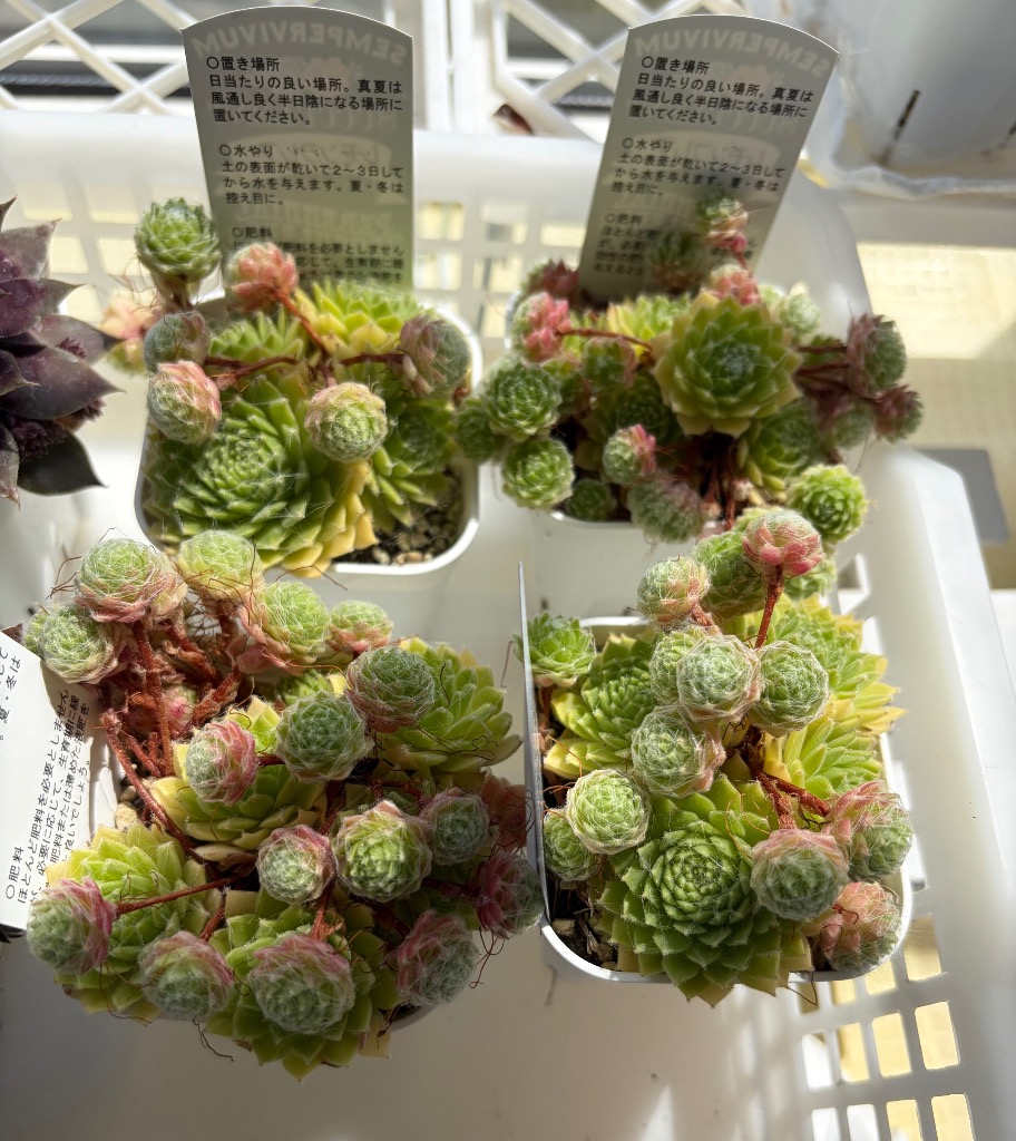 多肉植物 センペルビウム レモンフレア 7.5cmポット苗 : ハニーミント