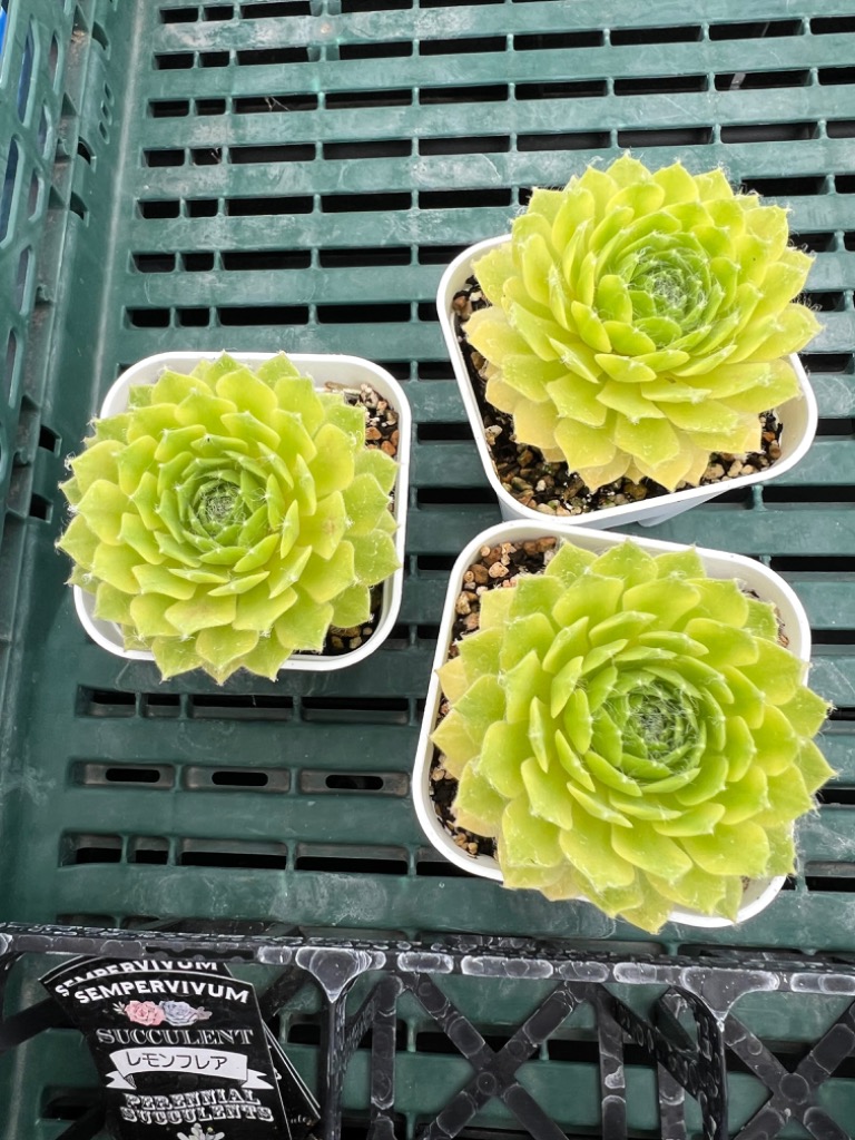 多肉植物 センペルビウム レモンフレア 7.5cmポット苗 : ハニーミント
