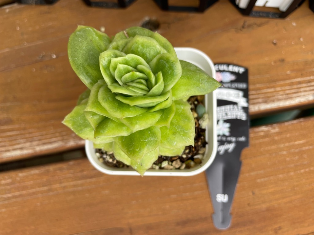 多肉植物 エケベリア アイスラブリーローズ錦 7.5cmポット苗 : ハニー