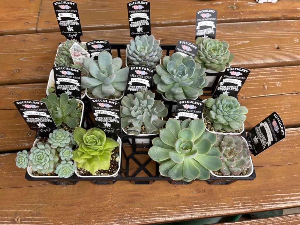 多肉植物 エケベリア アイスラブリーローズ錦 7.5cmポット苗 : ハニー