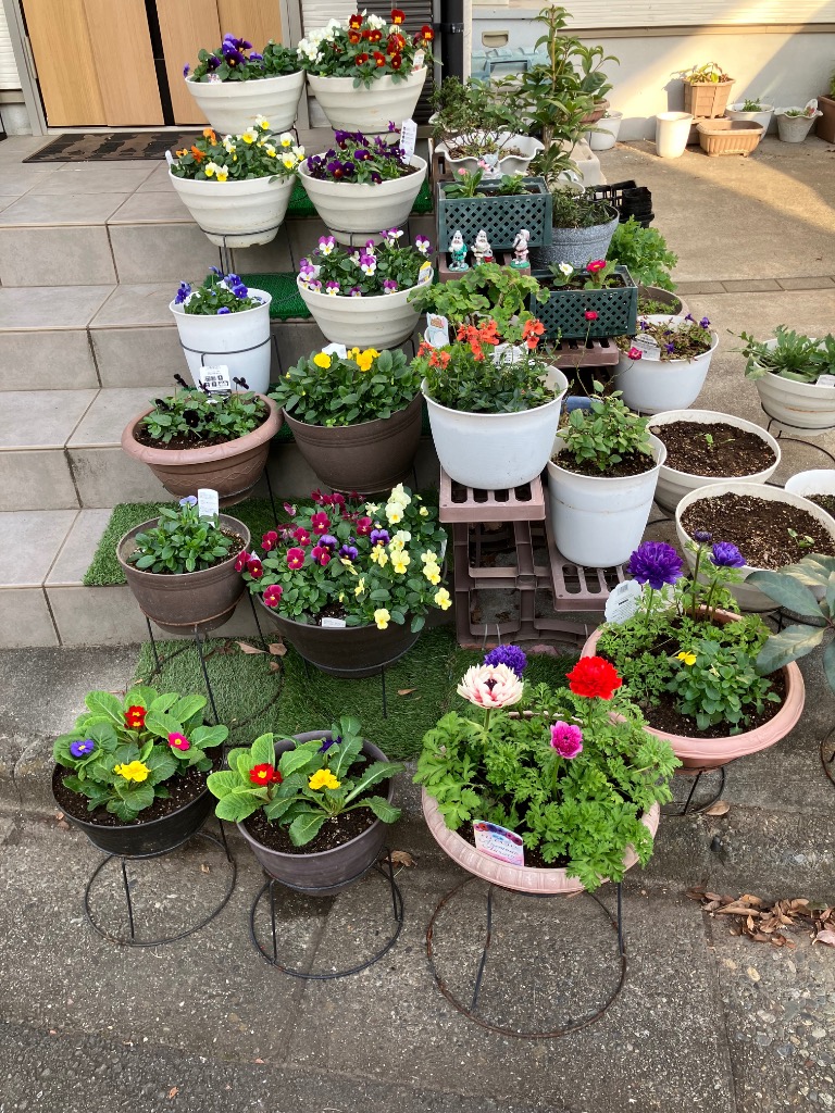 当店農場生産】ビオラ ももか ねおん（花なし苗） 9cmポット苗 花壇や