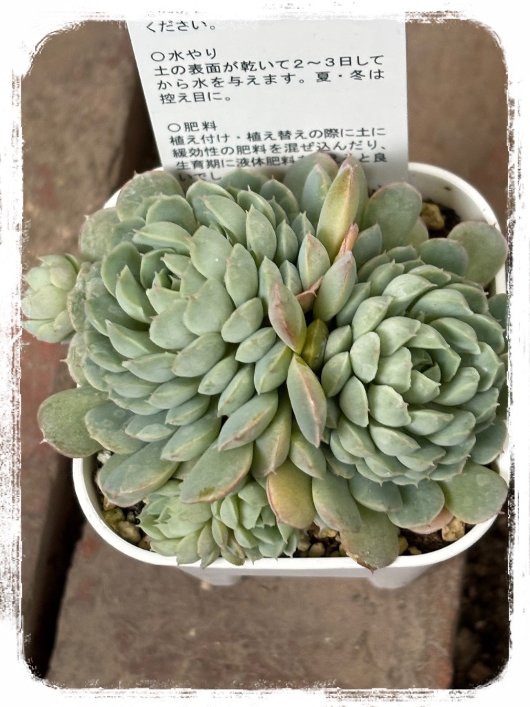 多肉植物 エケベリア ボールオブファット 7.5cmポット苗 : ハニー