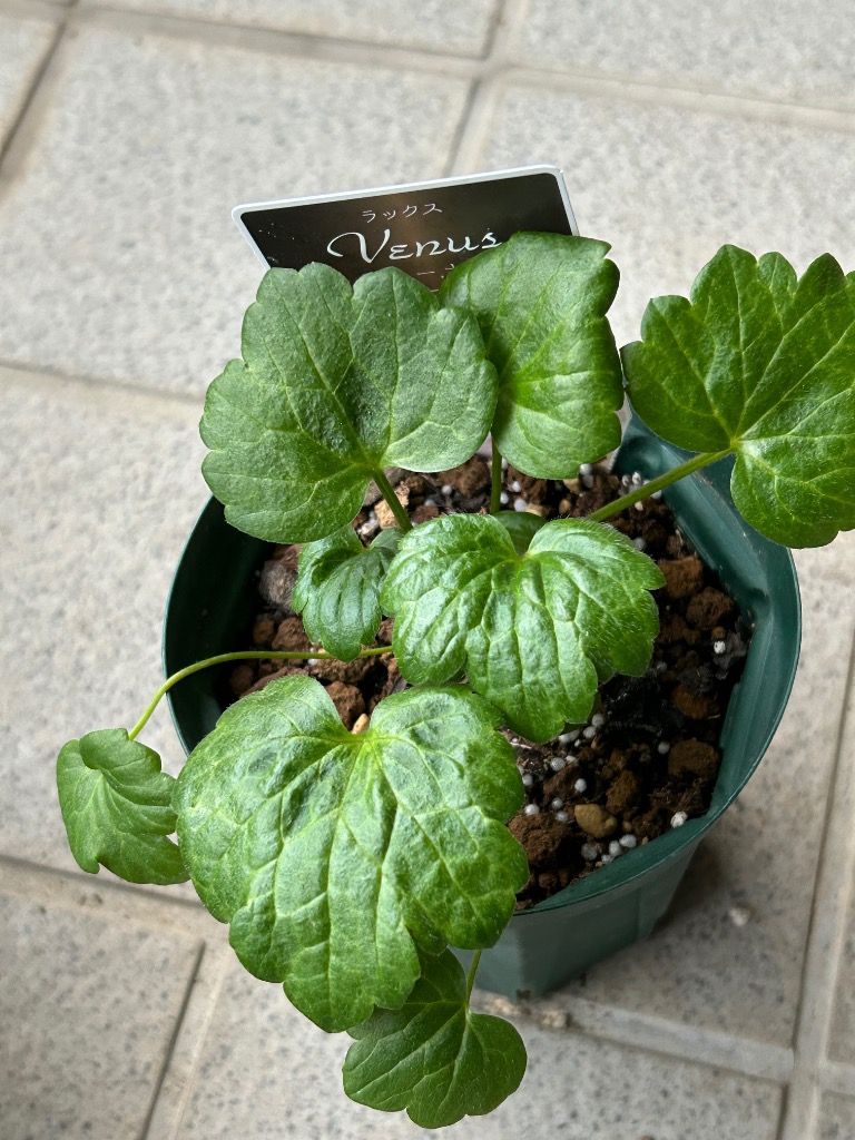 専用ページ　ラナンキュラスラックス苗 当店農場生産】ラナンキュラス ラックス ヴィーナス 9cmポット苗