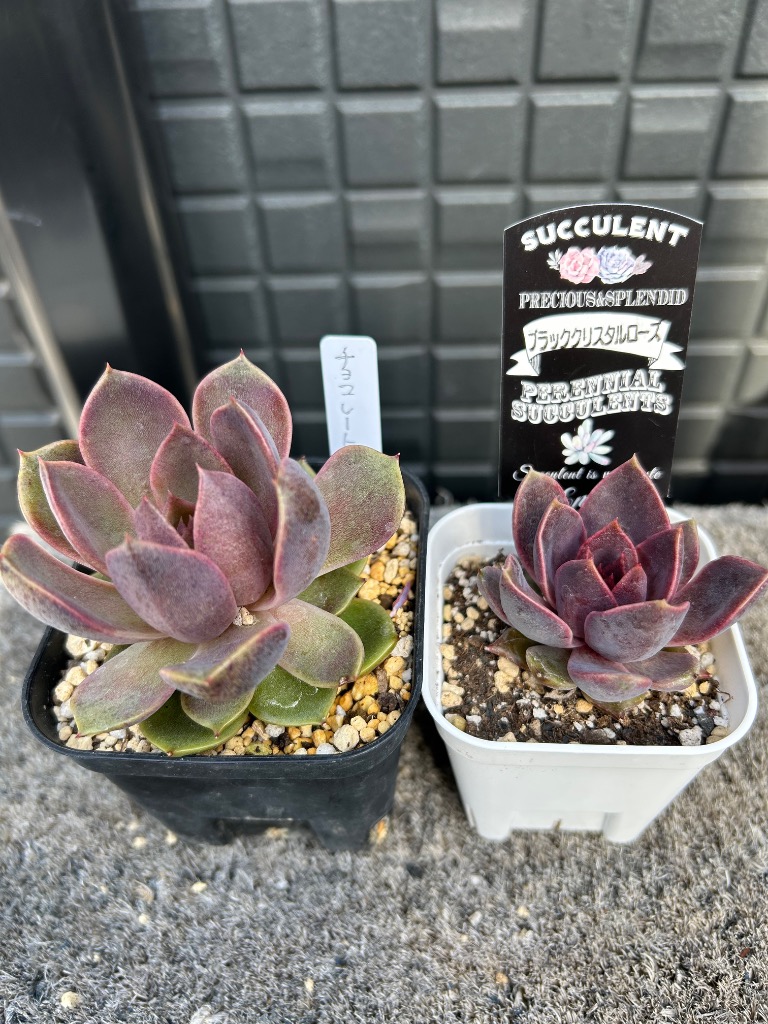 多肉植物 エケベリア ブラッククリスタルローズ 7.5cmポット苗 多肉植物 エケベリア ブラッククリスタルローズ 7.5cmポット苗