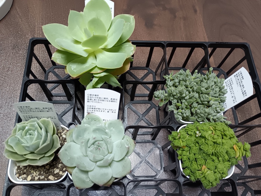 多肉植物 エケベリア 桃太郎 7.5cmポット苗 : ハニーミント - 通販