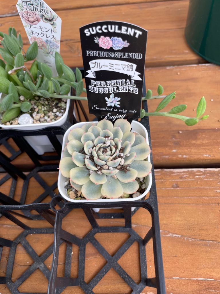 多肉植物 エケベリア ブルーミニマ錦 7.5cmポット苗 : ハニー