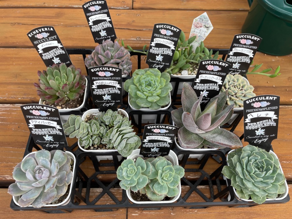 多肉植物 エケベリア ブルーミニマ錦 7.5cmポット苗 : ハニー