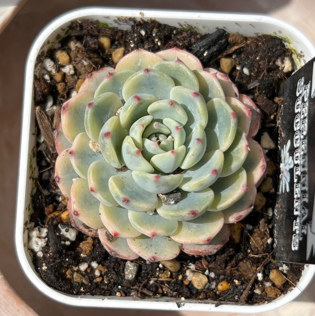 多肉植物 エケベリア ブルーミニマ錦 7.5cmポット苗 : ハニー