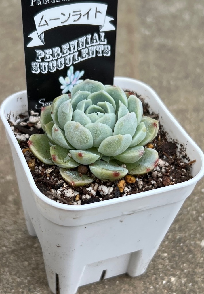 一時中止中☆　多肉植物　エケベリア　ピンクムーンライト　大きめサイズ　カット苗 中止中☆ 多肉植物 エケベリア ピンクムーンライト 大きめサイズ