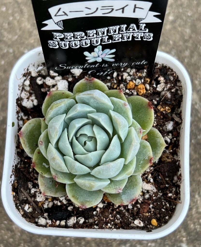 多肉植物 エケベリア ムーンライト 7.5cmポット苗 : ハニー