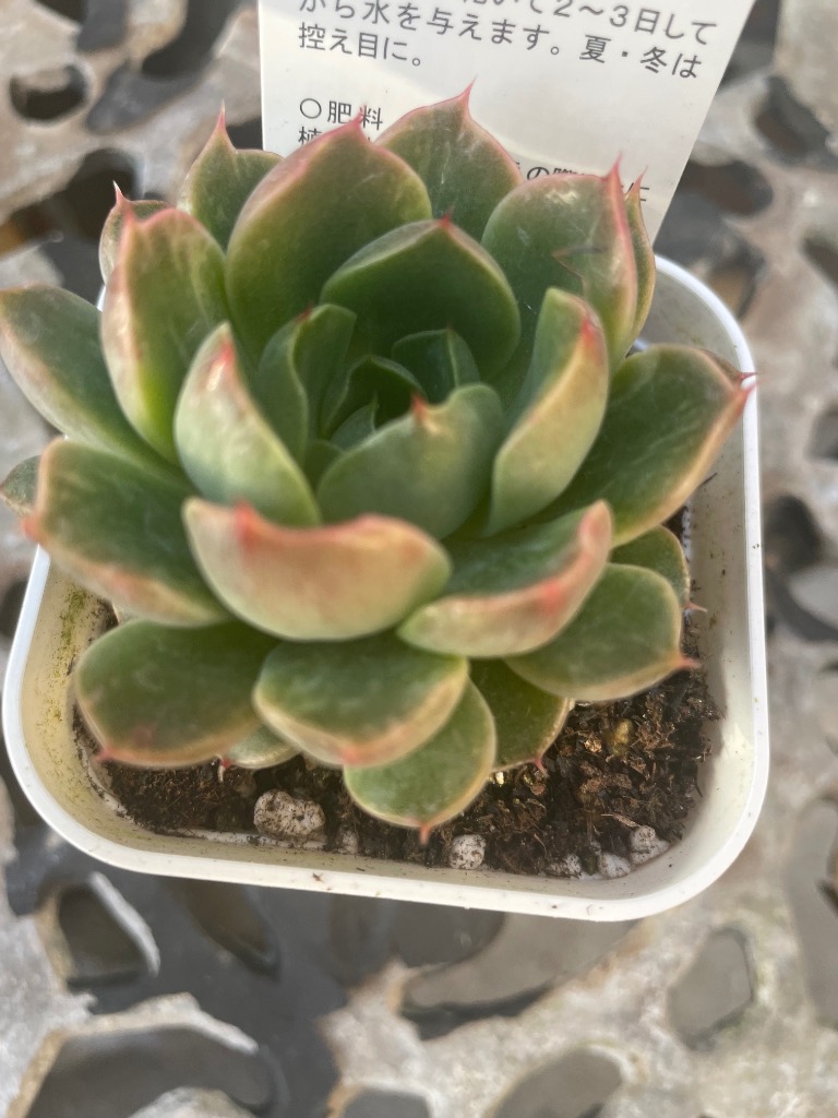 多肉植物 エケベリア プラダ錦 7.5cmポット苗 : ハニーミント - 通販
