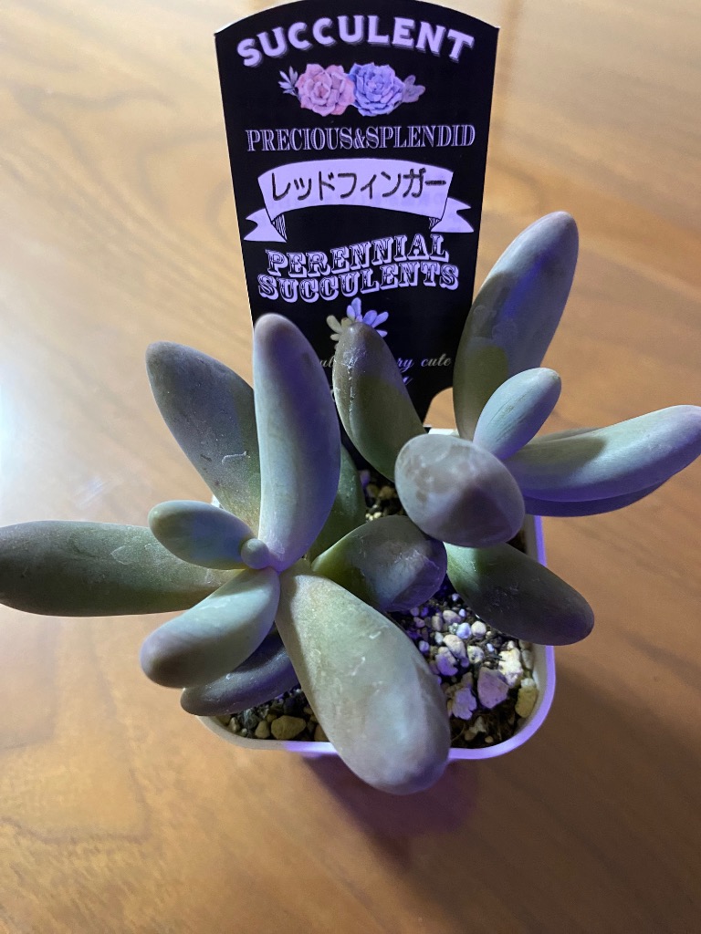 銀天女×ベビーフィンガー 実生苗 多肉植物 エケベリア 日本花キ流通 多肉植物 skエケベリア 銀天女 多肉植物 エケベリア 7.5