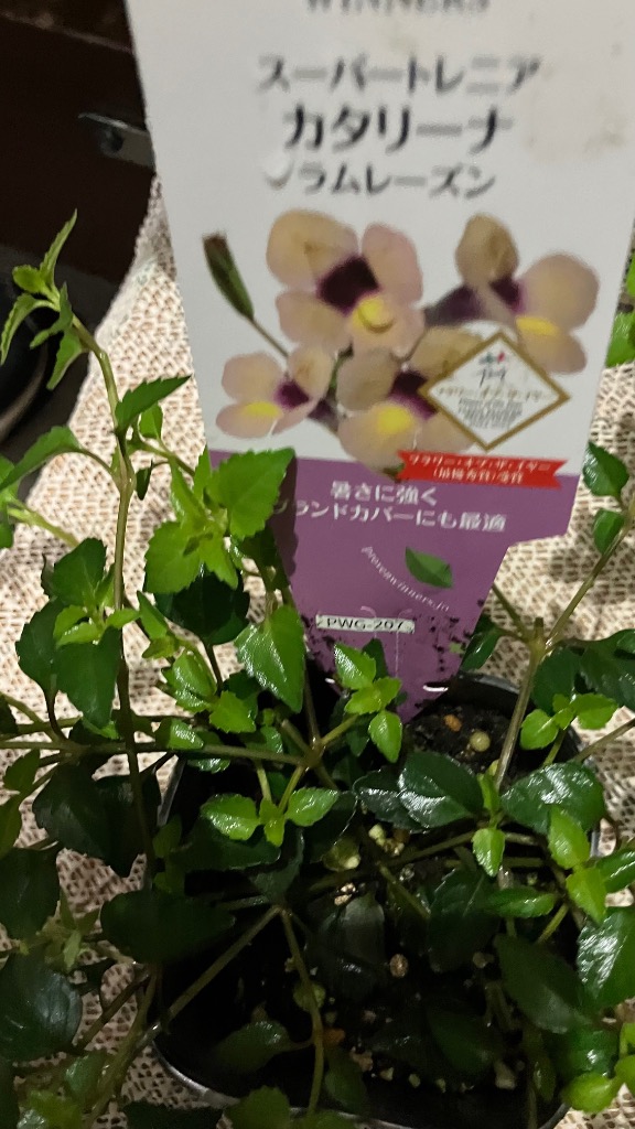 当店農場生産】スーパートレニア カタリーナ ラムレーズン PW 9cm