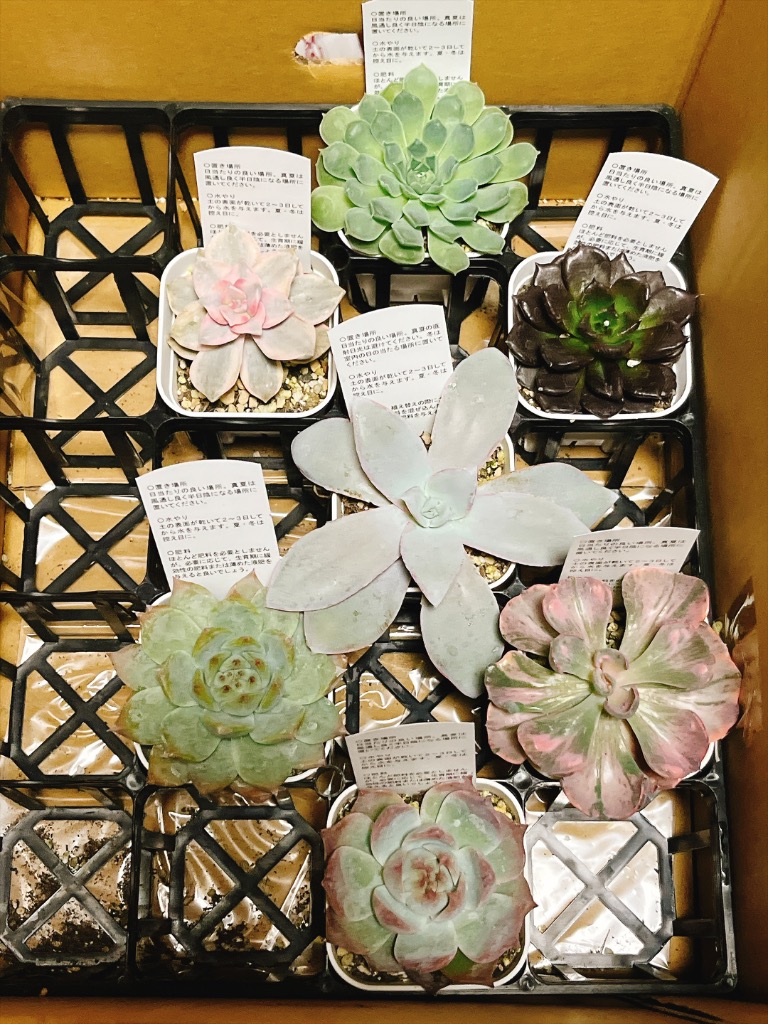 多肉植物 エケベリア カンテ 7.5cmポット苗 : ハニーミント - 通販