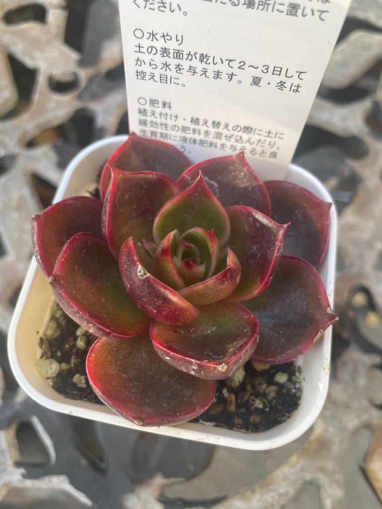 多肉植物 エケベリア レッドライト 7.5cmポット苗 : ハニーミント