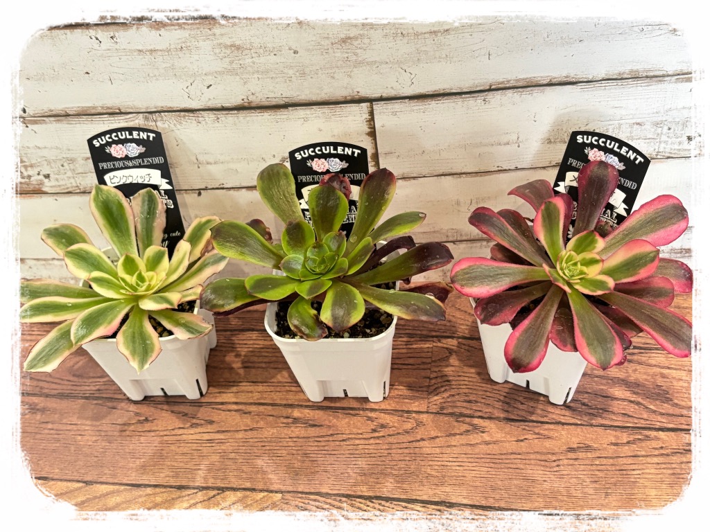 多肉植物 アエオニウム メデューサ 7.5cmポット苗 : ハニーミント