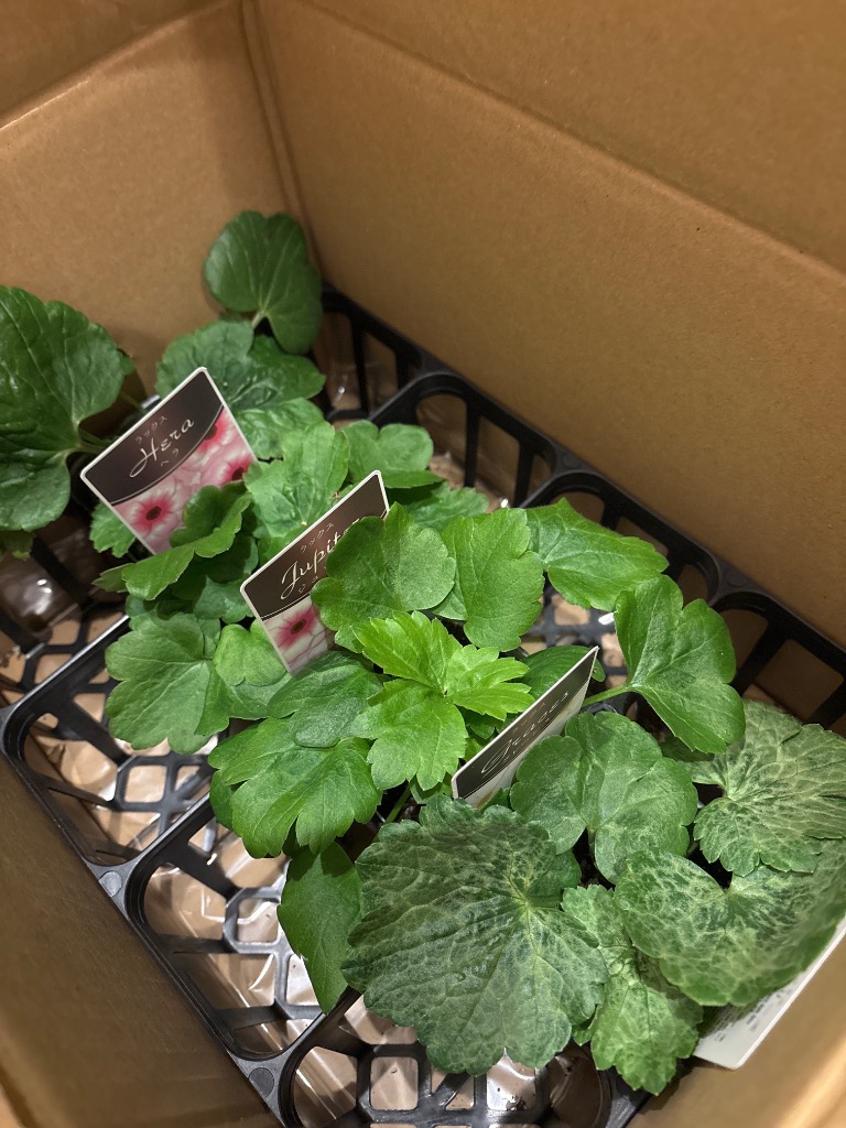 当店農場生産】ラナンキュラス ラックス 4種類4鉢セット 9cmポット苗 1