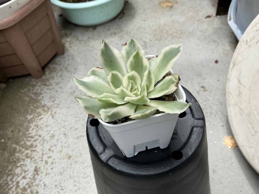 多肉植物 エケベリア パープルバタフライ錦 7.5cmポット苗 : ハニー
